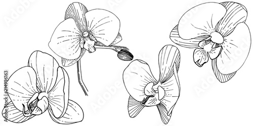 Orchid flower in a vector style isolated. Full name of the plant: orchid. Vector flower for background, texture, wrapper pattern, frame or border.