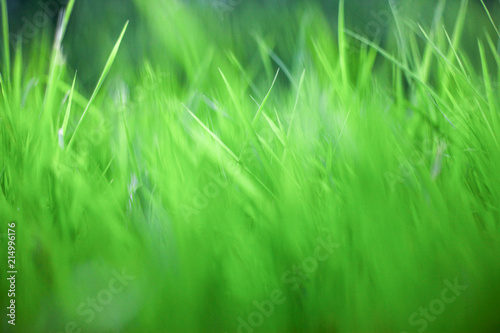 green grass background the sun shines through the grass  texture of grass