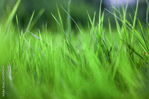 green grass background,the sun shines through the grass, texture of grass