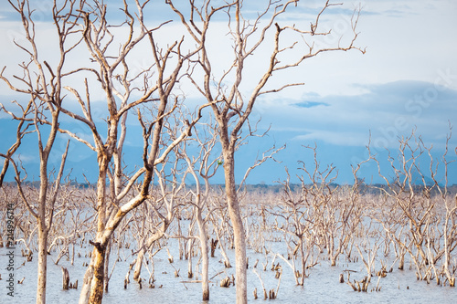 Fotografie Amazing wild nature of Yala National Park in Sri Lanka