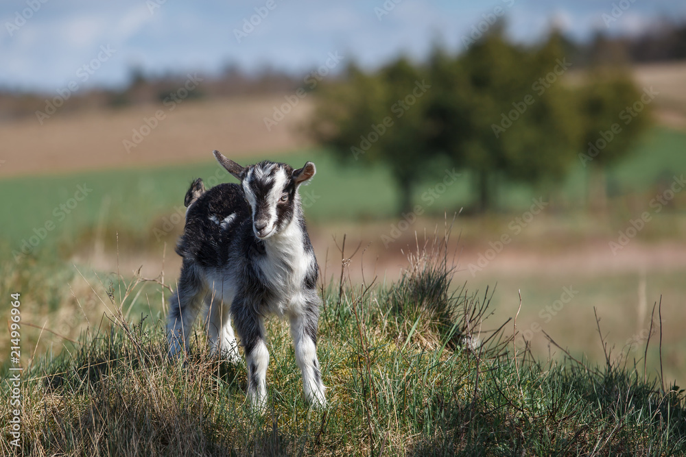 Young white and black goatling on the hill in the landscape background