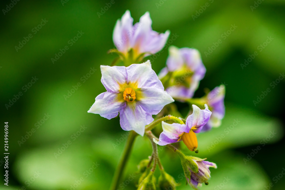 potato flowers blooming in the field, close-up