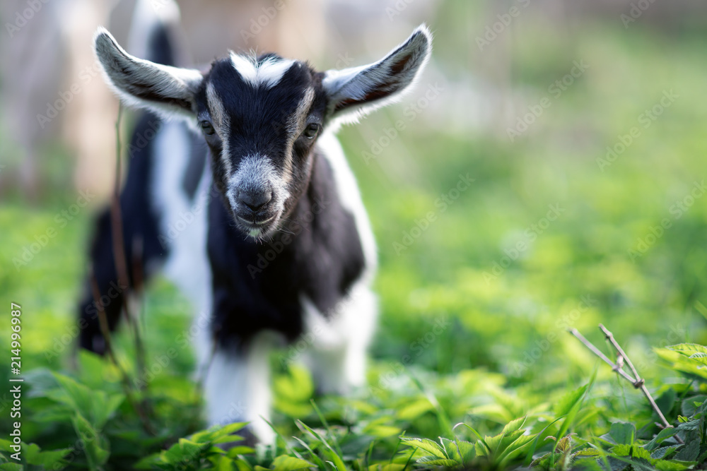 Little lovely young goatling with big ears on the green grass background Little lovely young goatling with big ears on the green grass background