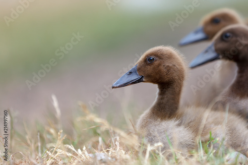 Portrait of three nice brown ducklings in the soft blur background