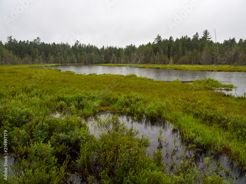 Forest Pond, Swamp in Lush Green Woods