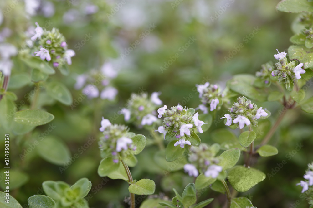 Flowering thyme with copy space Flowering thyme with copy space