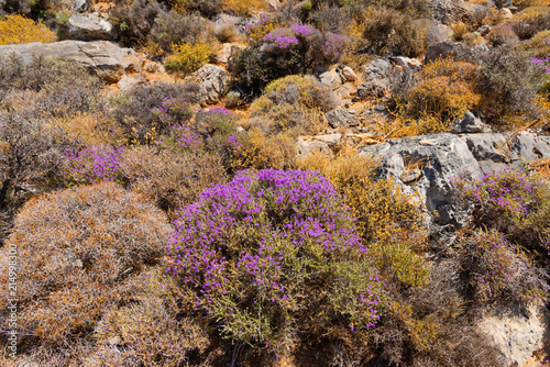 Thyme plants on Lasithi Makrigialos mountains.  Steep slopes, rocky peaks for hiking adventure recreation sports in Crete, Greece.