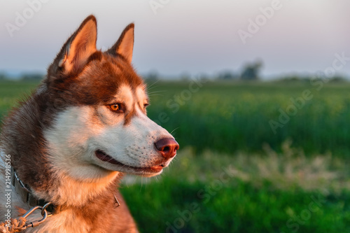 Portrait of red husky dog on background of green field and evening sky. Siberian husky with amber eyes looking away. Side view.