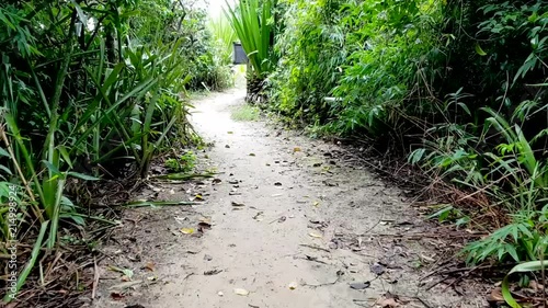 Low shot of walking trough a Brazilian rainforest photo