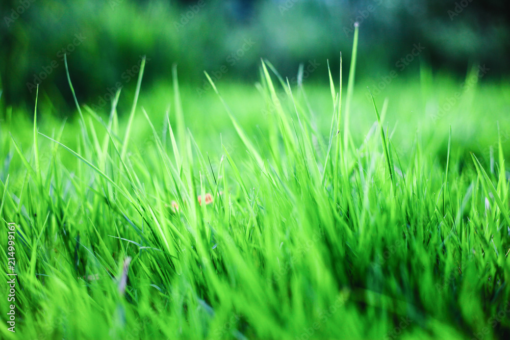 Obraz premium green grass background,the sun shines through the grass, texture of grass