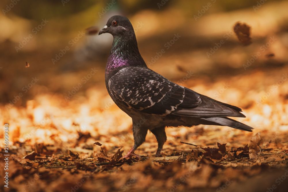 Naklejka premium Pigeon