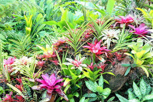 Fleurs exotiques des Antilles Guadeloupe