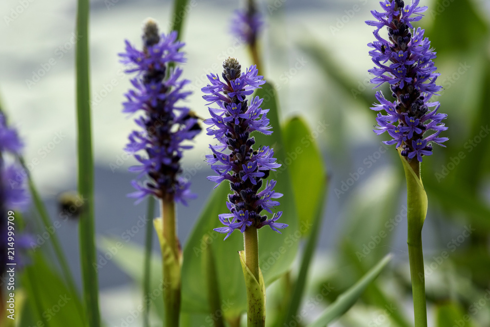 Obraz premium Pontédérie cordée, fleur sauvage aquatique Pickerelweed