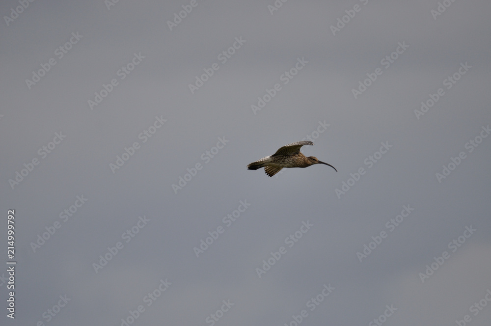 Obraz premium Brachvogel