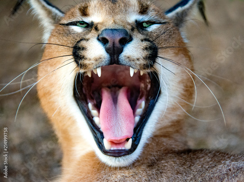 Portrait of a caracal growling, South Africa photo