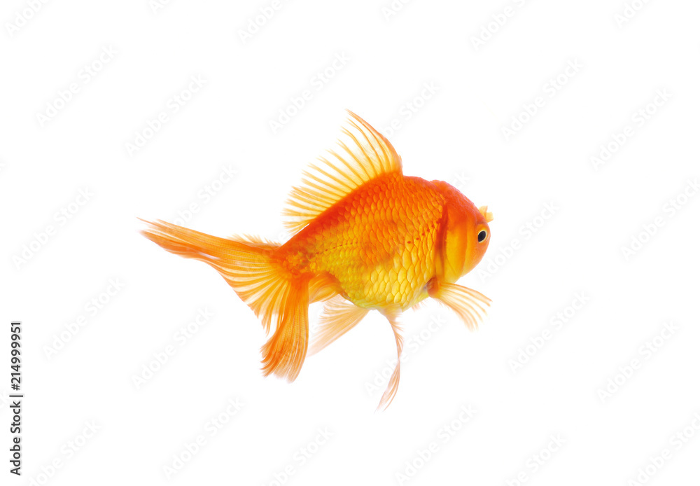 Fototapeta premium goldfish isolated on white background.