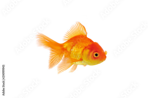 goldfish isolated on white background.