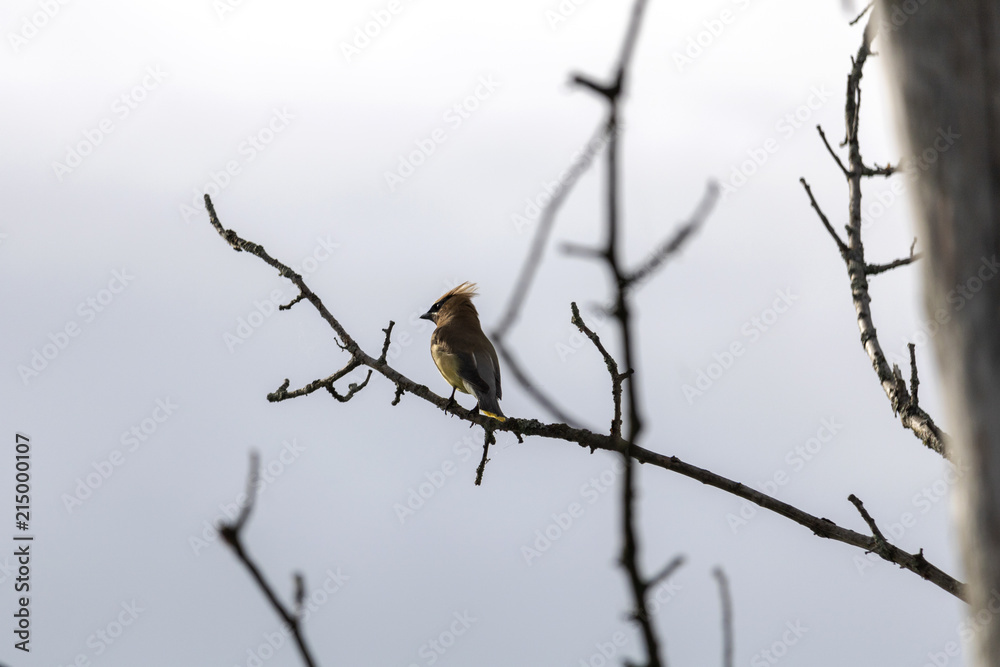 Jaseur d'Amérique, Cedar Waxwing, Estrie Québec Canada Jaseur d'Amérique, Cedar Waxwing, Estrie Québec Canada