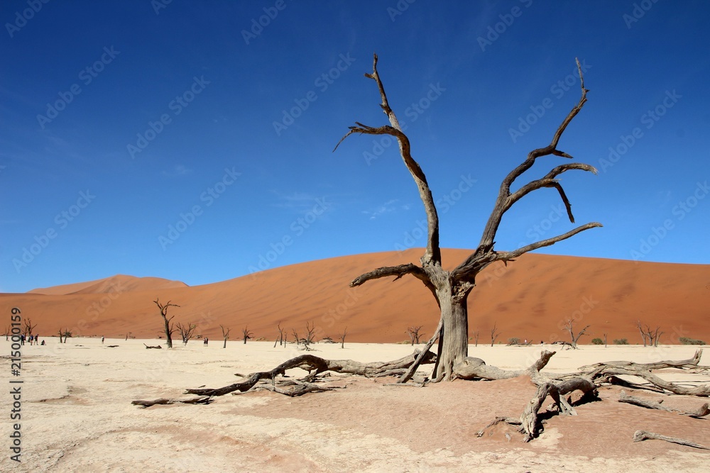 Toter Baum in der Namib