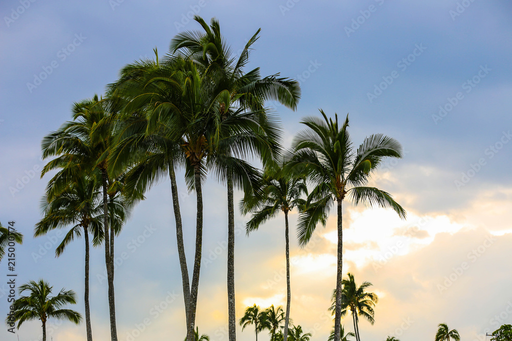 Kauai palm trees