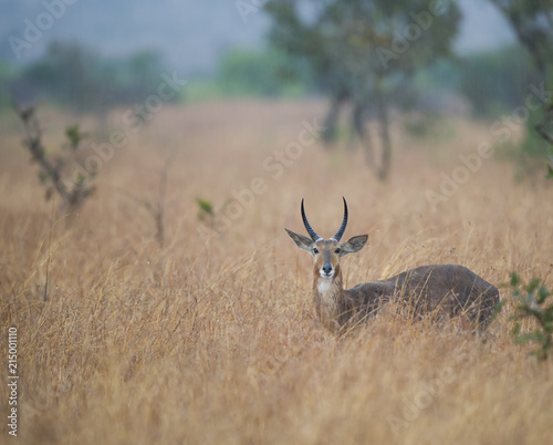 Portrait of a reedbuck in the bush, Kruger National Park, South Africa photo