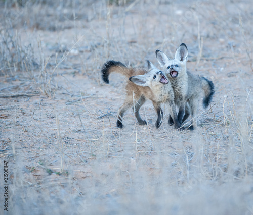 Two bat-eared fox cubs playing, Kgalagadi Transfrontier Park, South Africa photo