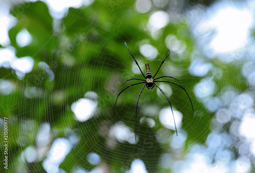 Spider net in green forest.