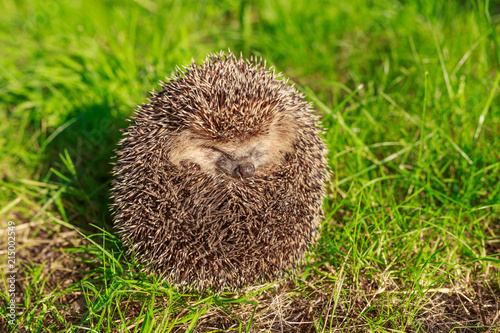 Hedgehog, wild, native, European hedgehog on green moss with blurred green background.