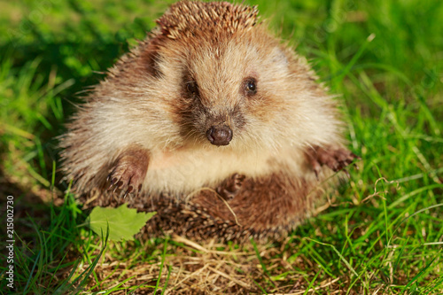 Hedgehog, wild, native, European hedgehog on green moss with blurred green background.