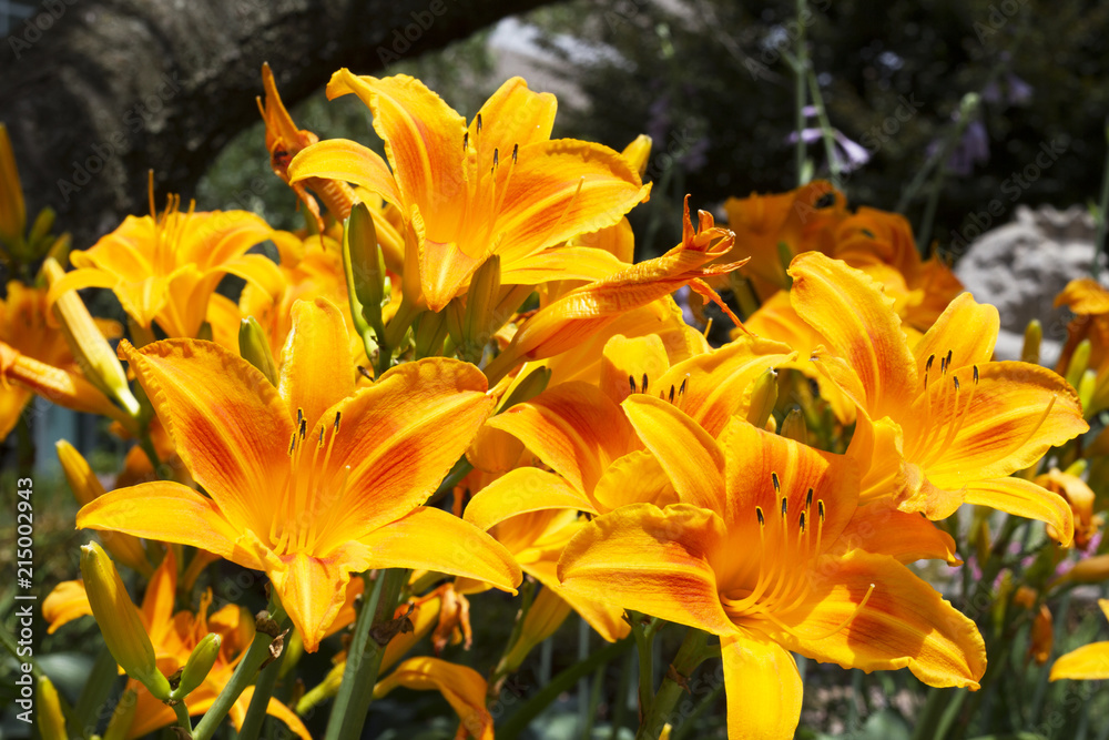 Beautiful Flowers Growing And Blooming In A City Park's Flower Garden. Beautiful Flowers Growing And Blooming In A City Park's Flower Garden.