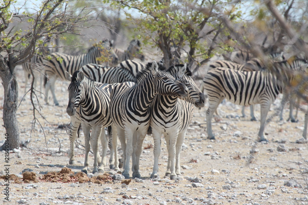 Obraz premium Zebras in Afrika
