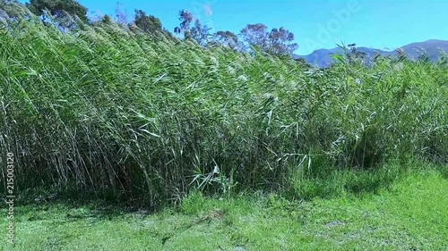 Grass blowing in the wind on a sunny winter's day photo