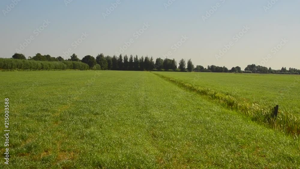 Wind blowing over a green meadow on a sunny day near the city of Zijderveld in the Netherlands.