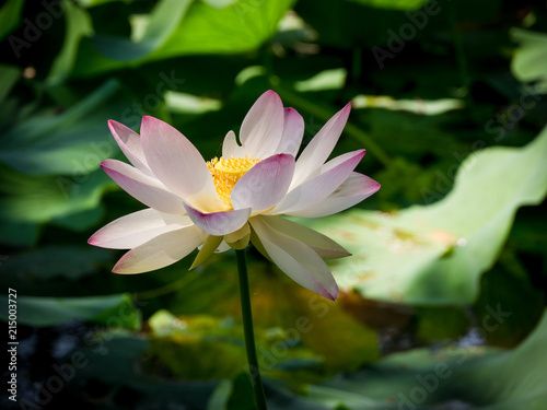 Aquatic plant Nelumbo Adans with lotus flowers