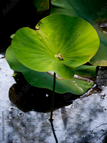 Aquatic plant Nelumbo Adans photo