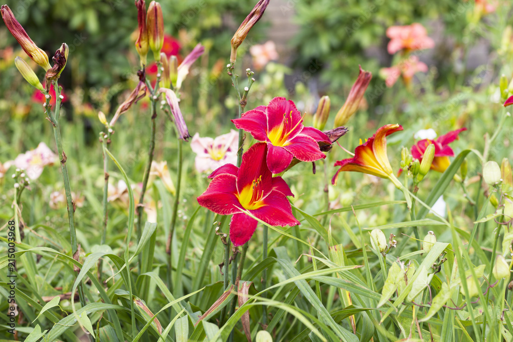 Beautiful Flowers Growing And Blooming In A City Park's Flower Garden. Beautiful Flowers Growing And Blooming In A City Park's Flower Garden.