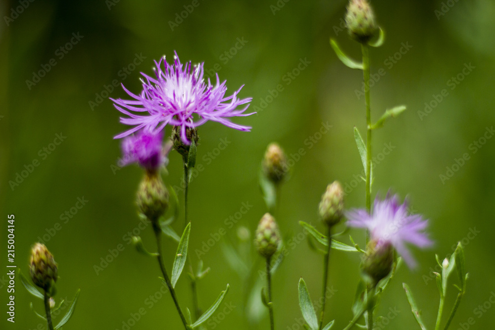 Wild Flowers, Beautiful All Natural Wild Growing Flowers Wild Flowers, Beautiful All Natural Wild Growing Flowers