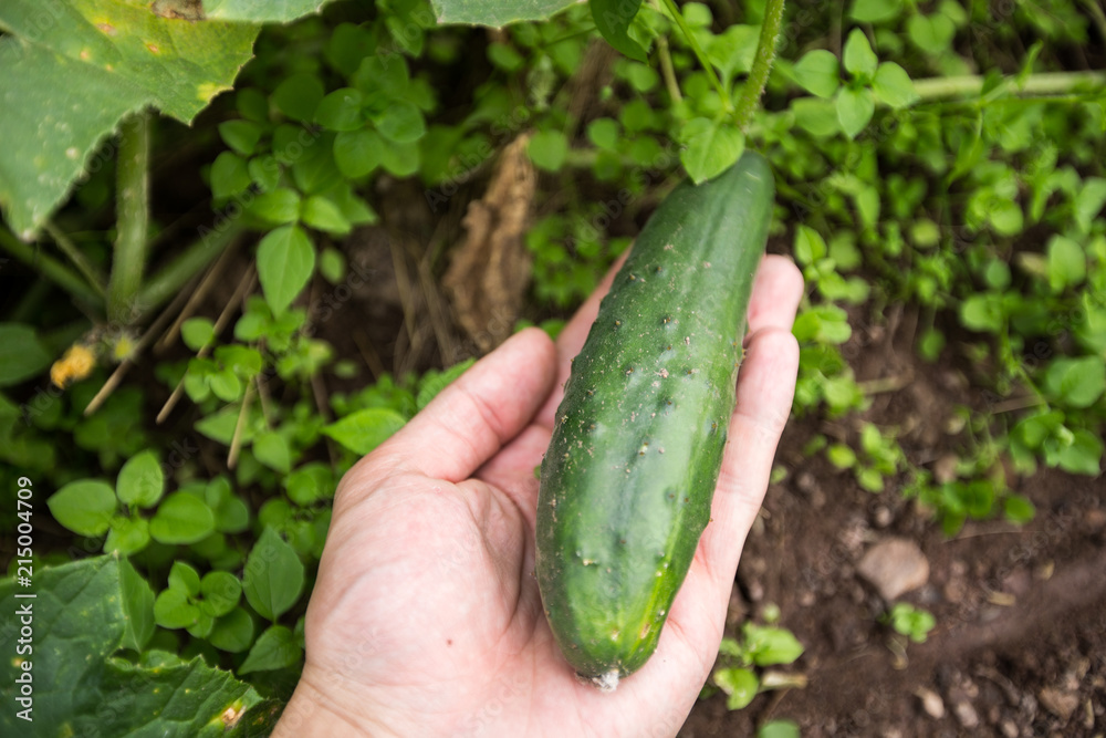 Obraz premium Farmer with fresh cucumber
