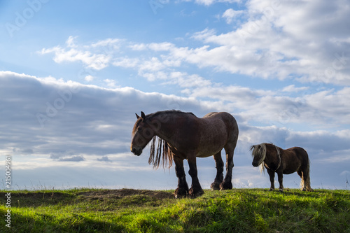 Pferd und Pony  (Equus) vor Wolkenhimmel © AnnaReinert
