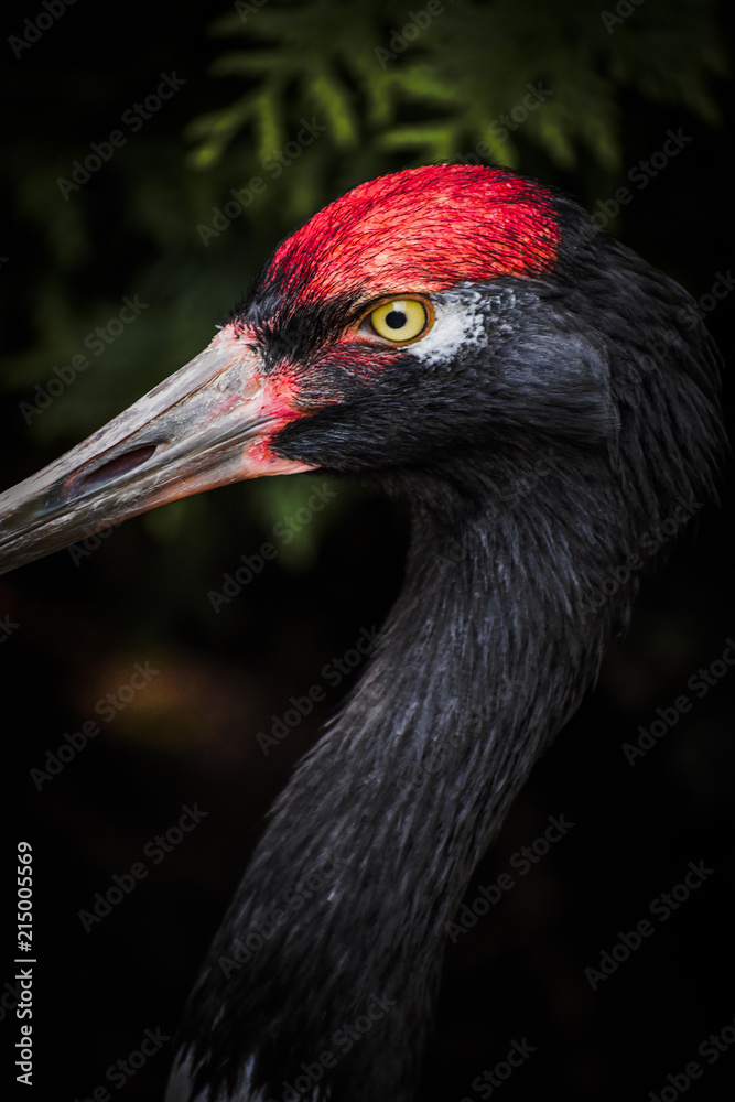 Fototapeta premium Black-necked crane eye closeup at Prospect Park in Brooklyn