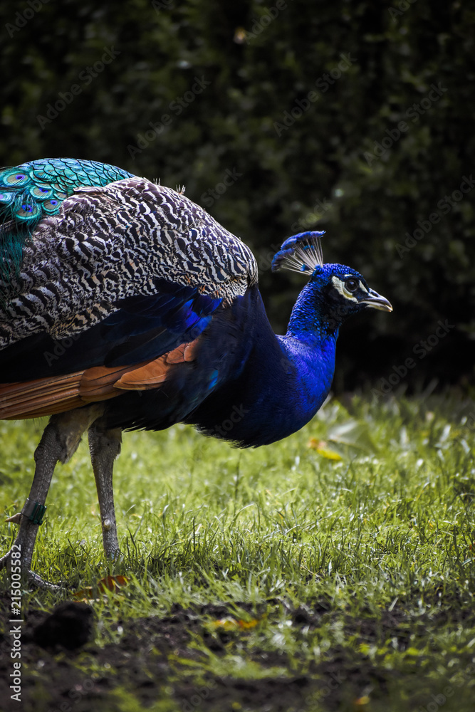 Fototapeta premium Beautiful blue peacock walking view from the right side eye level at Prospect Park in Brooklyn