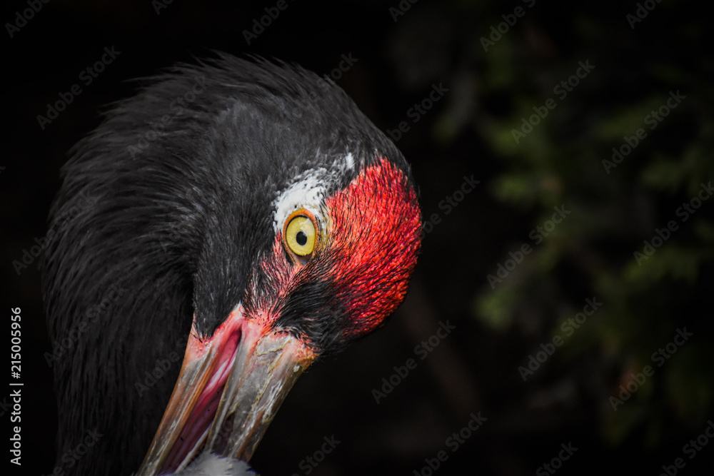 Fototapeta premium Black-necked crane eye closeup at Prospect Park in Brooklyn