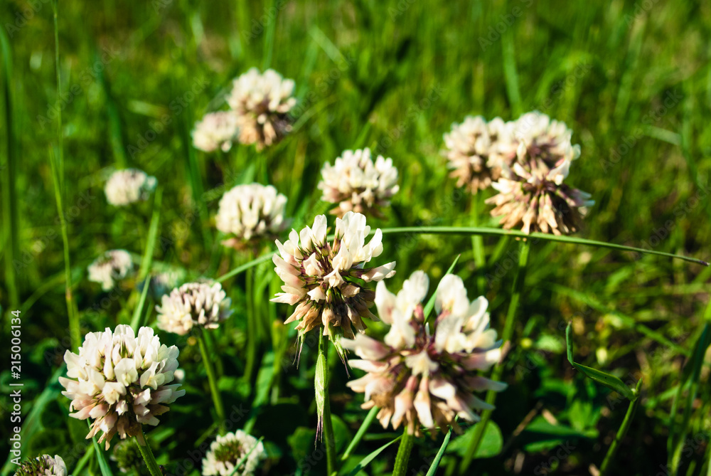 Flowers of white clower Trifolium repens in a lawn Flowers of white clower Trifolium repens in a lawn