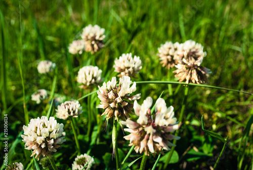 Flowers of white clower Trifolium repens in a lawn © writerfantast