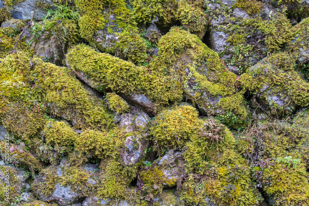 Mossy Stone Fence Texture in Kumamoto