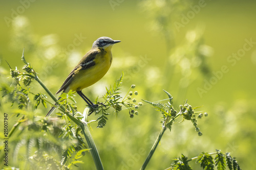 Closeup of a male western yellow wagtail bird (Motacilla flava) singing