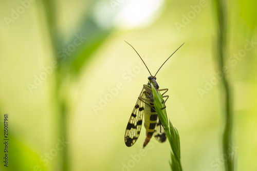 closeup of a Panorpa communis, the common scorpionfly