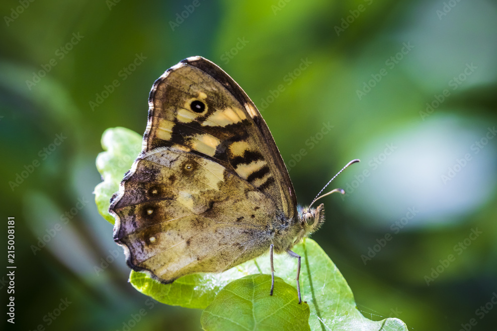 Fototapeta premium Speckled wood butterfly Pararge aegeria side view