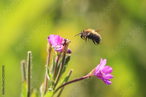 Honey bee insect pollination © Sander Meertins