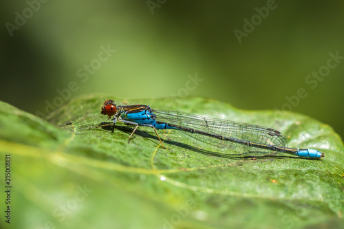 Closeup of a small red-eyed damselfly Erythromma viridulum perched in a forest